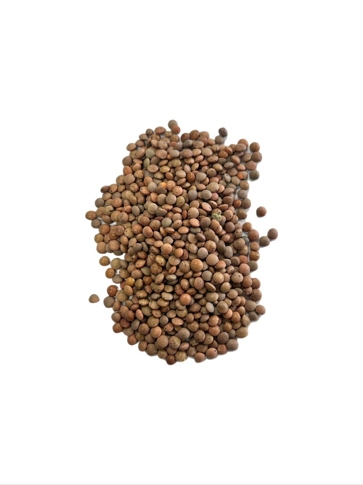 Organic Brown Lentils