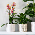 Large Green Leaf Pot