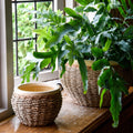 Seagrass Plant Pot