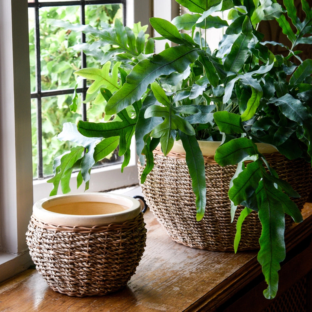 Seagrass Plant Pot